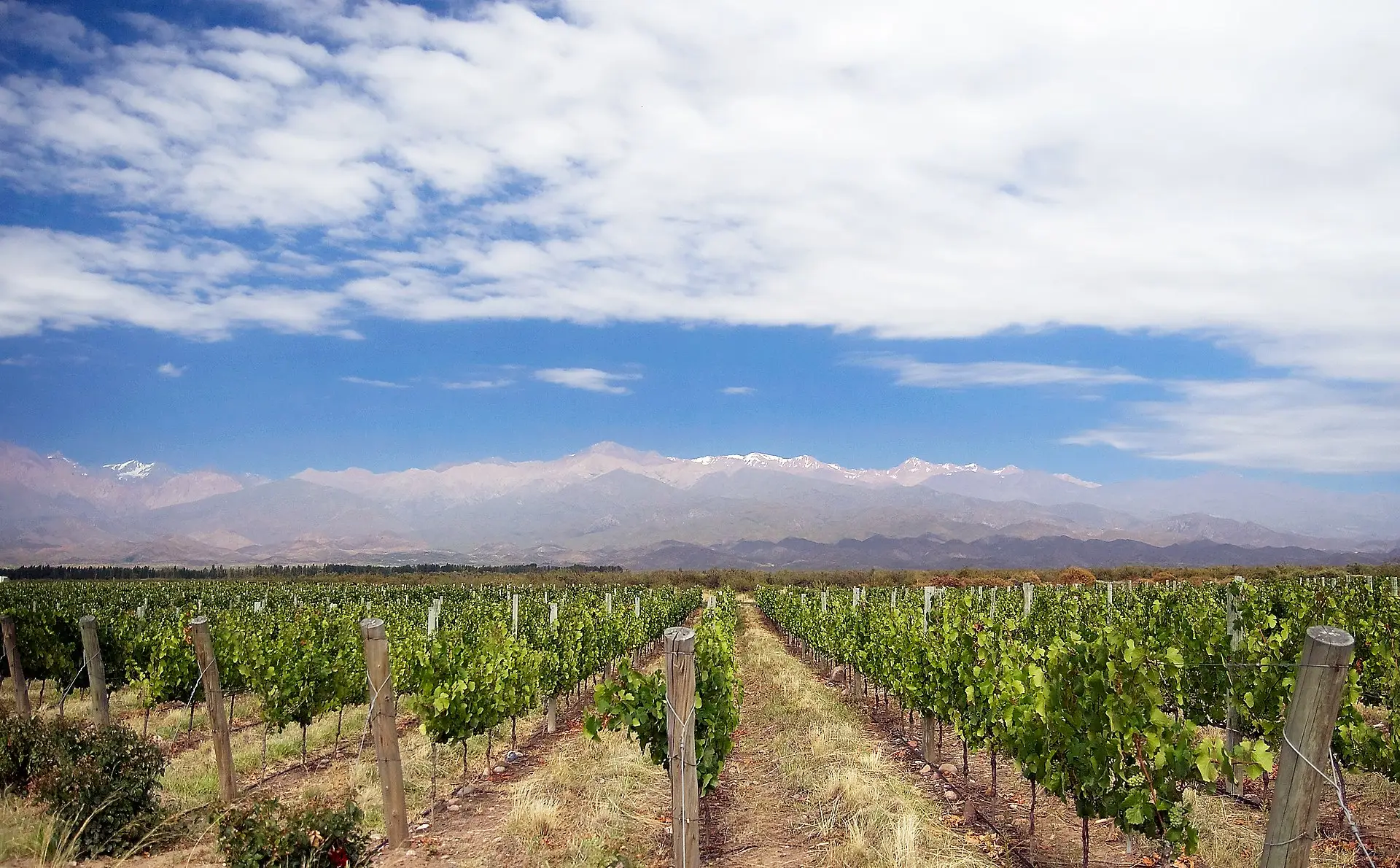 A vineyard in Mendoza with the Andes mountains in the background